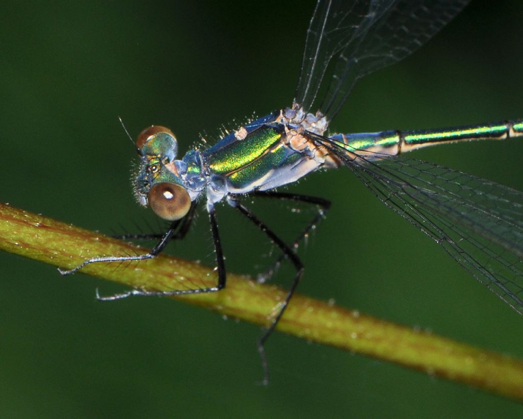 Lestes sponsa maschio